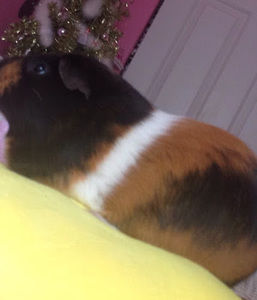 Meet your Posher, Tonya